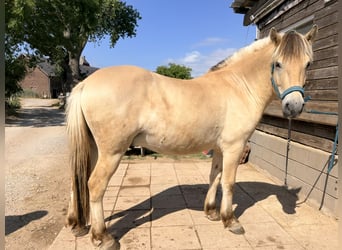 Fjord, Castrone, 2 Anni, 148 cm, Falbo