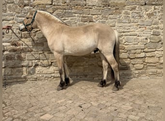 Fjord, Castrone, 2 Anni, 155 cm, Falbo