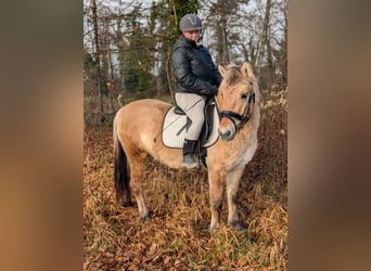 Fjord, Castrone, 3 Anni, 141 cm, Falbo