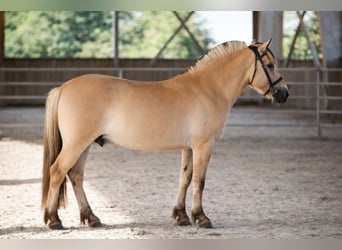 Fjord, Castrone, 3 Anni, 147 cm, Falbo