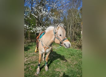 Fjord, Castrone, 3 Anni, 148 cm, Falbo