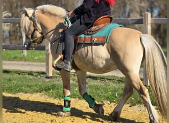 Fjord, Castrone, 3 Anni, 148 cm, Falbo