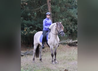 Fjord, Castrone, 3 Anni, 149 cm
