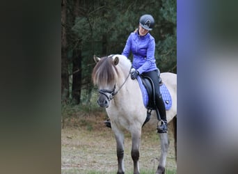 Fjord, Castrone, 3 Anni, 149 cm
