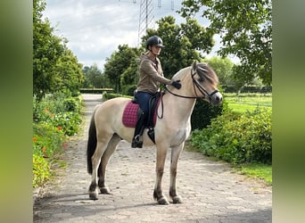 Fjord, Castrone, 3 Anni, 150 cm