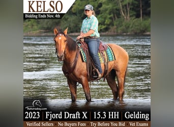 Fjord, Castrone, 3 Anni, 160 cm, Pelle di daino