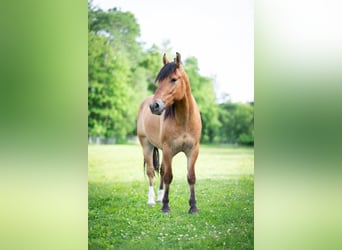 Fjord Mix, Castrone, 3 Anni, Falbo