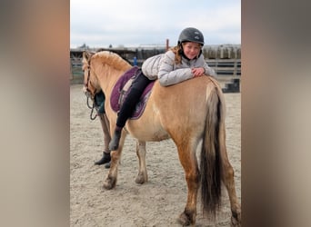 Fjord, Castrone, 4 Anni, 141 cm, Falbo