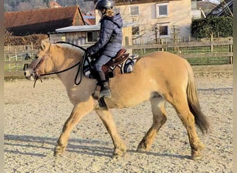 Fjord, Castrone, 4 Anni, 141 cm, Falbo