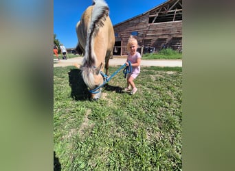 Fjord, Castrone, 4 Anni, 145 cm, Baio chiaro