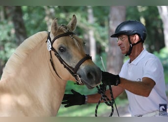 Fjord, Castrone, 4 Anni, 147 cm, Falbo