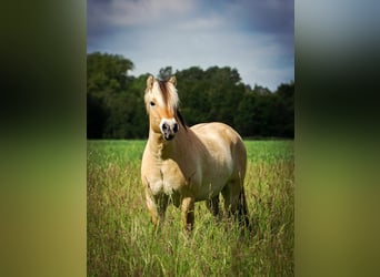 Fjord, Castrone, 4 Anni, 150 cm, Falbo