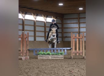 Fjord, Castrone, 4 Anni, Falbo