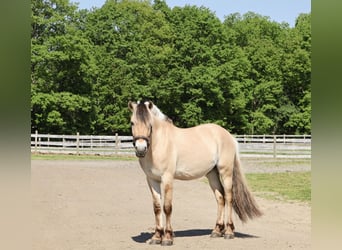 Fjord, Castrone, 4 Anni, Falbo