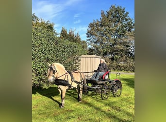 Fjord, Castrone, 5 Anni, 142 cm