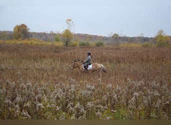Fjord, Castrone, 5 Anni, 142 cm, Palomino