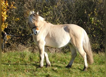 Fjord, Castrone, 5 Anni, 145 cm, Palomino