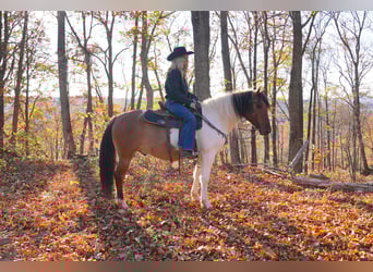 Fjord Mix, Castrone, 5 Anni, 147 cm, Falbo