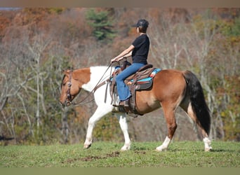 Fjord Mix, Castrone, 5 Anni, 147 cm, Falbo
