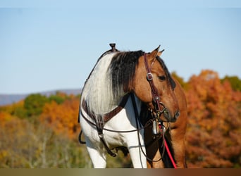 Fjord Mix, Castrone, 5 Anni, 147 cm, Falbo