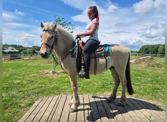 Fjord, Castrone, 5 Anni, 148 cm, Falbo