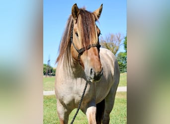 Fjord Mix, Castrone, 5 Anni, 160 cm, Falbo