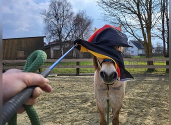 Fjord, Castrone, 6 Anni, 150 cm, Falbo