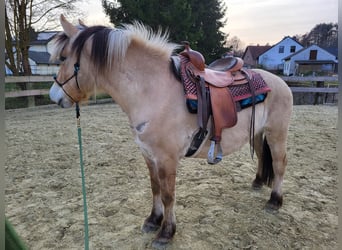 Fjord, Castrone, 6 Anni, 150 cm, Falbo