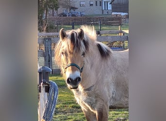 Fjord, Castrone, 6 Anni, 150 cm, Falbo