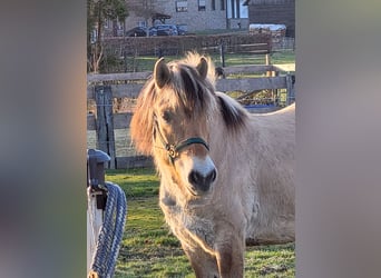 Fjord, Castrone, 6 Anni, 150 cm, Falbo