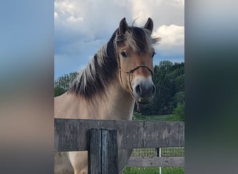 Fjord, Castrone, 6 Anni, 150 cm, Falbo