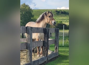 Fjord, Castrone, 6 Anni, 150 cm, Falbo