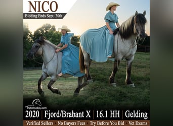 Fjord Mix, Castrone, 6 Anni, 165 cm, Grullo