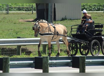 Fjord, Castrone, 6 Anni, Palomino