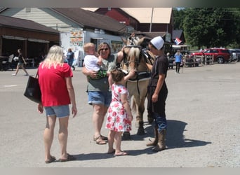 Fjord, Castrone, 6 Anni, Palomino