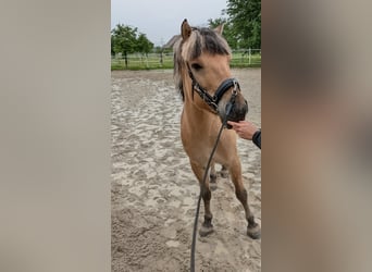 Fjord, Castrone, 7 Anni, 140 cm, Baio chiaro