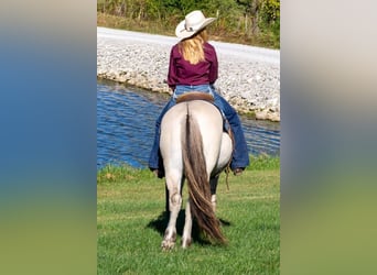 Fjord, Castrone, 7 Anni, 142 cm, Pelle di daino