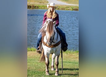Fjord, Castrone, 7 Anni, 142 cm, Pelle di daino