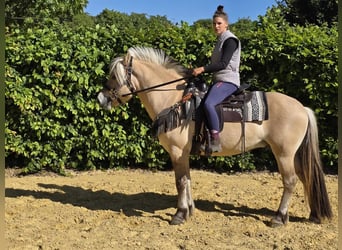 Fjord, Castrone, 7 Anni, 150 cm, Falbo