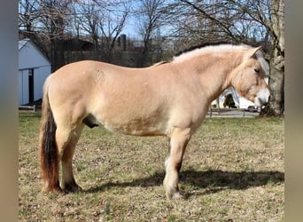 Fjord, Castrone, 7 Anni, Falbo