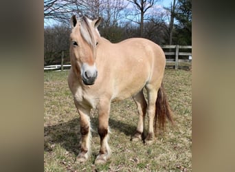 Fjord, Castrone, 7 Anni, Falbo