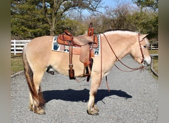 Fjord, Castrone, 7 Anni, Falbo
