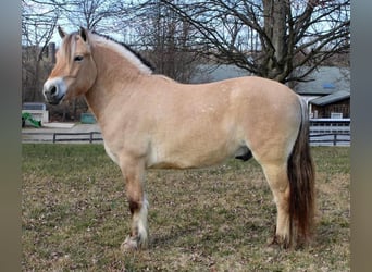 Fjord, Castrone, 7 Anni, Falbo
