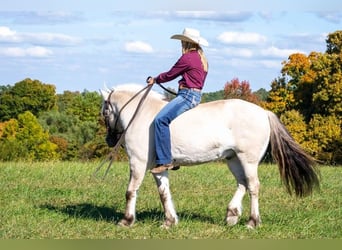 Fjord, Castrone, 9 Anni, 142 cm, Pelle di daino