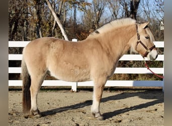 Fjord, Castrone, 9 Anni, 150 cm, Falbo