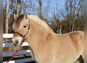 Fjord, Castrone, 9 Anni, 150 cm, Falbo