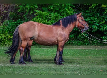 Fjord, Giumenta, 10 Anni, Pelle di daino