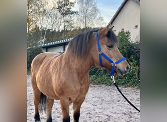 Fjord Mix, Giumenta, 11 Anni, 132 cm, Falbo