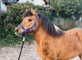 Fjord Mix, Giumenta, 11 Anni, 132 cm, Falbo