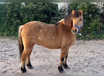 Fjord Mix, Giumenta, 11 Anni, 132 cm, Falbo